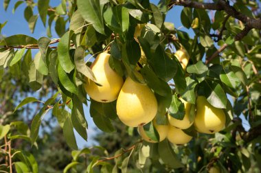 Pears hanging on a tree clipart