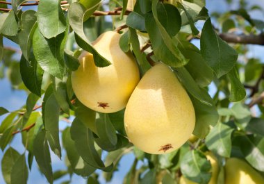 Pears on tree clipart