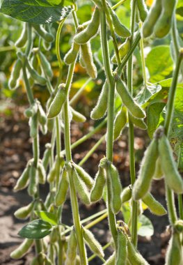 Field soybeans clipart