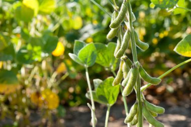 Gowth soybeans clipart