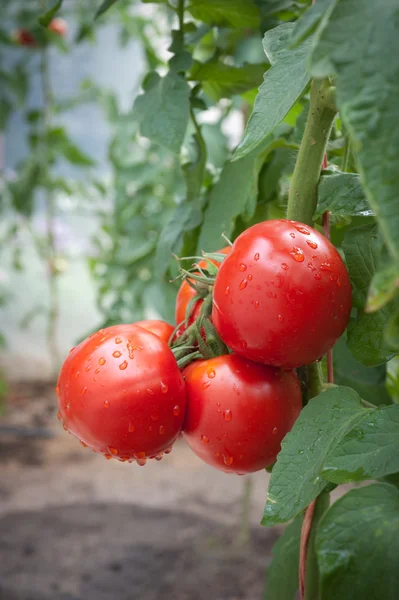 Růst rajče — Stock fotografie