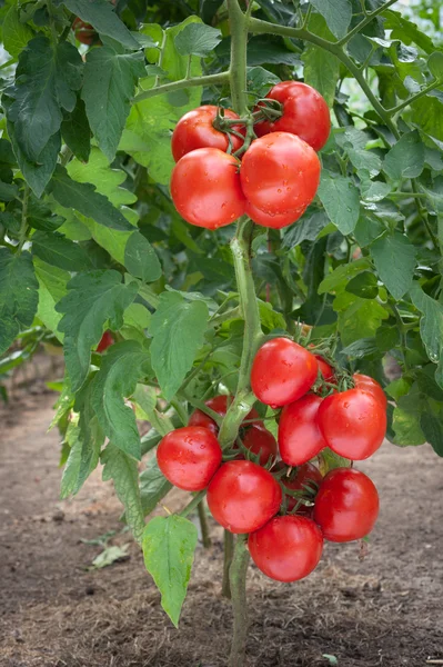 Wzrost pomidorów — Zdjęcie stockowe