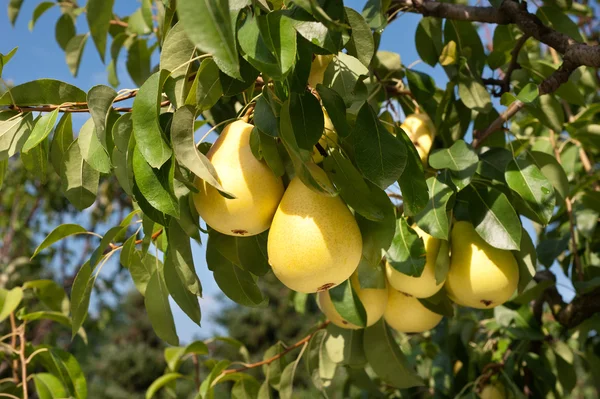 Pears hanging on a tree — Stock Photo, Image