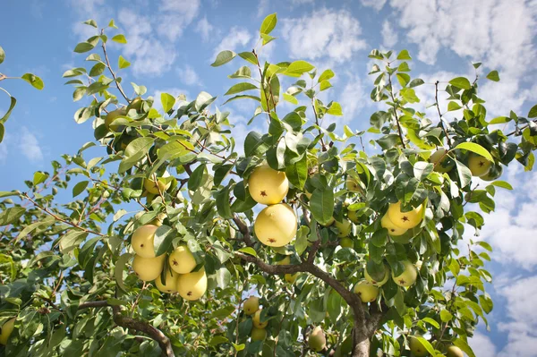 Päron på träd — Stockfoto