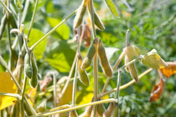 Field soybeans — Stock Photo, Image