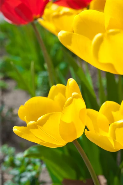 Gele mooie tulpen — Stockfoto