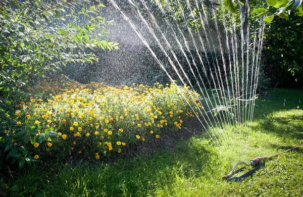 stock image Watering flowers