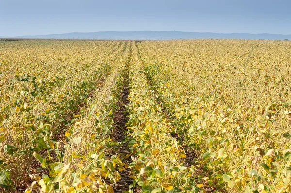 stock image Soybean fields