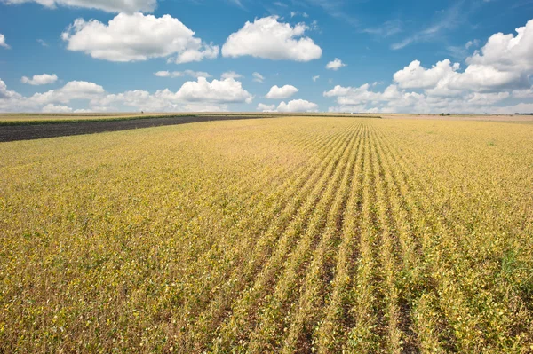 Soybean fields — Stock Photo, Image