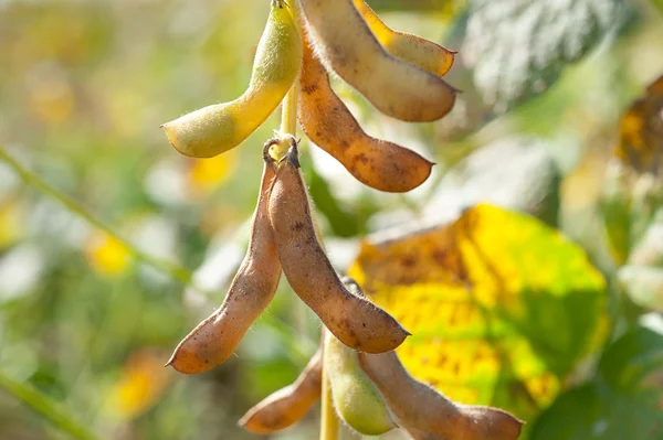 Growth soybean — Stock Photo, Image