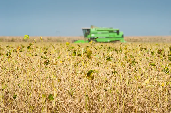 Soya fasulyesi hasat birleştirmek — Stok fotoğraf