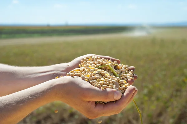 Soja oogst — Stockfoto