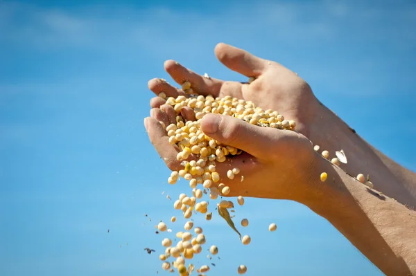 Menselijke handen gieten sojabonen — Stockfoto