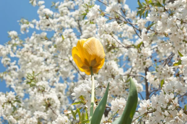 在春天盛开的郁金香 — 图库照片
