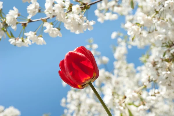 Tulpen in volle bloei in het voorjaar van — Stockfoto