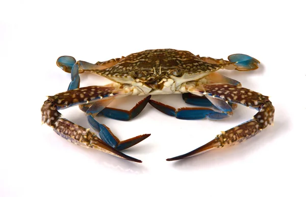 stock image Raw crab