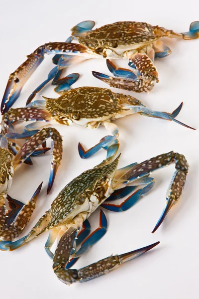 stock image Raw crab