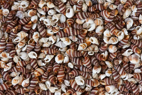 stock image Sea shells background