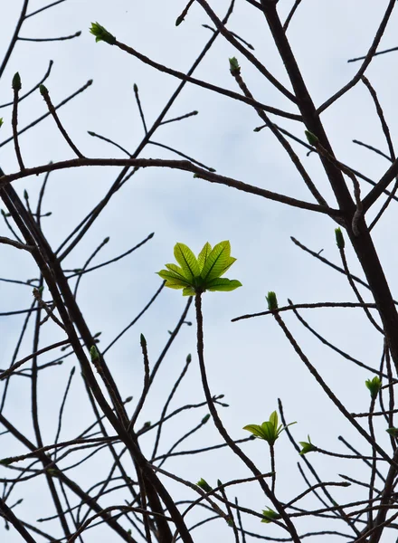 stock image Green sprout