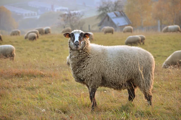 Koyunlar çayıra üzerinde — Stok fotoğraf