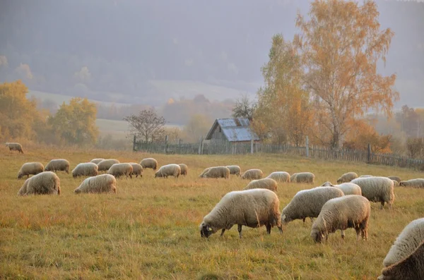 牧草地の羊 ストックフォト