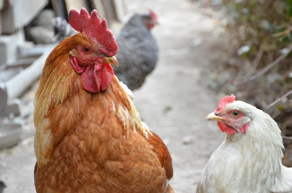 Renkli cock ve beyaz tavuk — Stok fotoğraf