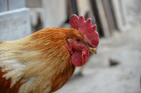 Head of a Cock — Stock Photo, Image