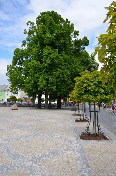 Trees on a town square — Stock Photo, Image