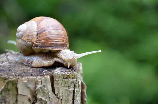 Gros escargot — Photo