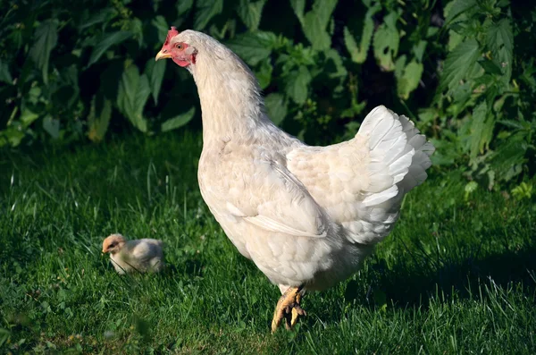 White broody hen with chicks — Stock Photo, Image