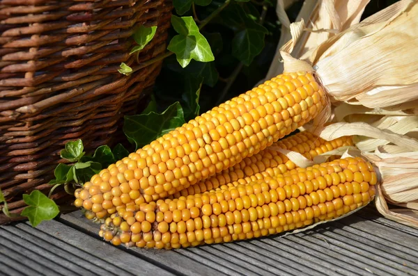 Yellow corn cobs — Stock Photo, Image