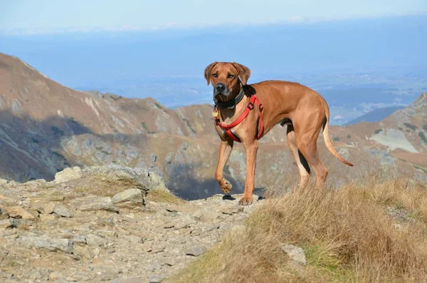 stock image Big dog on the hill