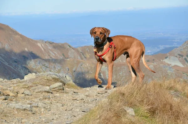 Großer Hund auf dem Hügel Stockbild