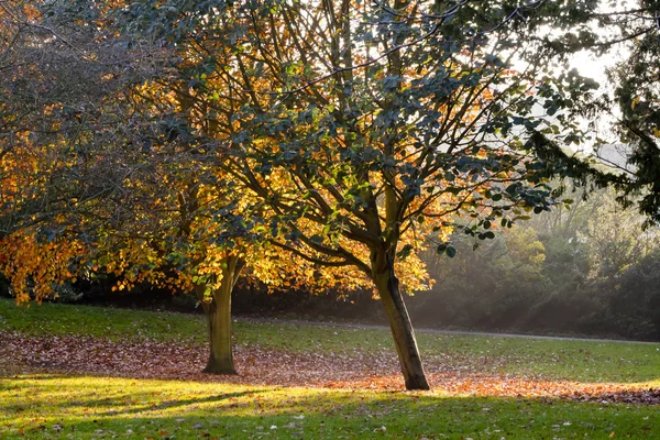 Árboles del parque de otoño — Foto de Stock