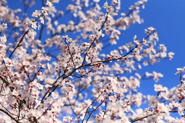 Stock image Cherry blossom