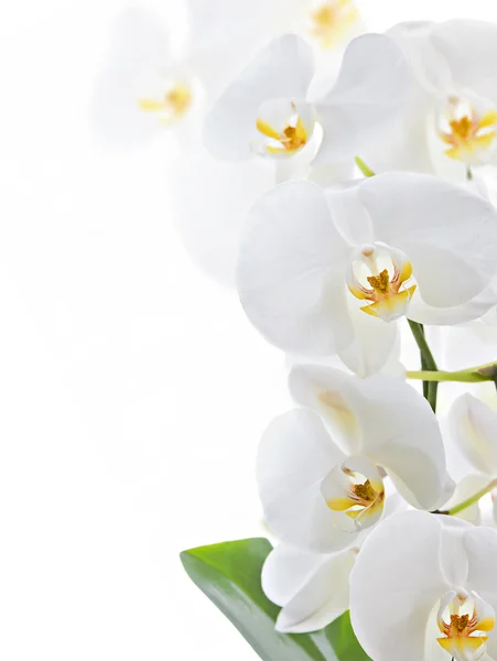 stock image Orchid