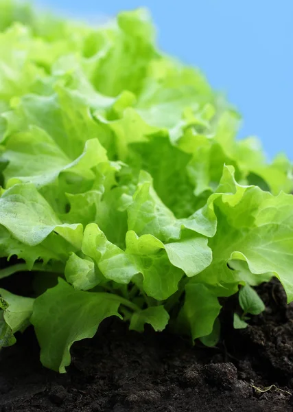 Lettuce garden — Stock Photo, Image