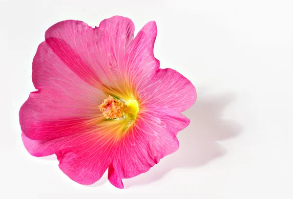 stock image Pink bloom