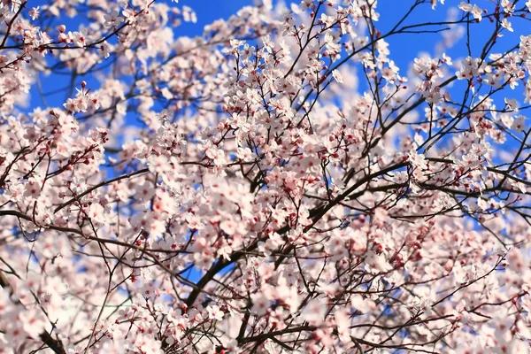 stock image Flowering tree