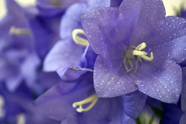 Blå blomster – stockfoto