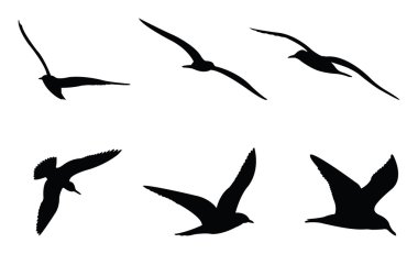 Seagulls clipart