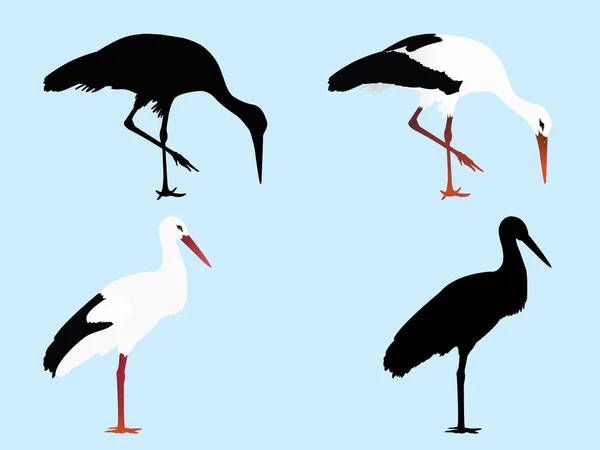 Storks — Stock Vector