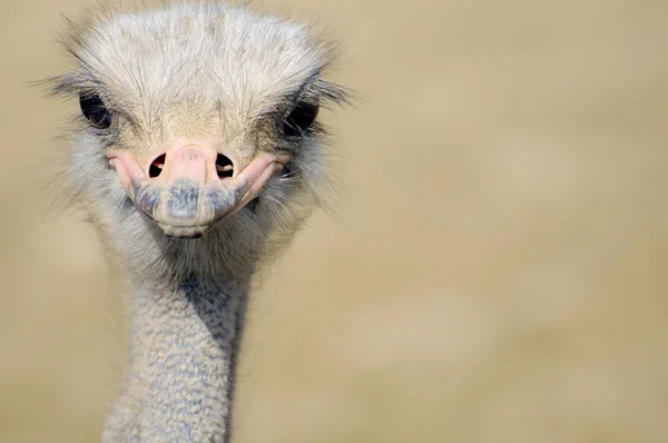 Portrait of ostrich — Stock Photo, Image