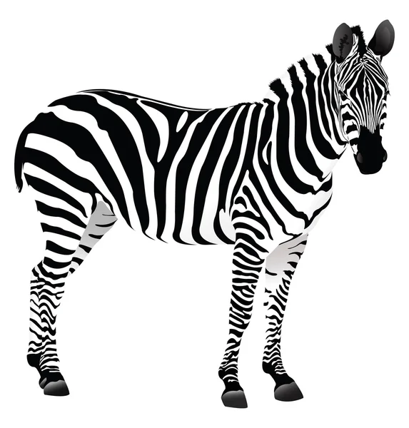 Zebra na białym tle — Zdjęcie stockowe