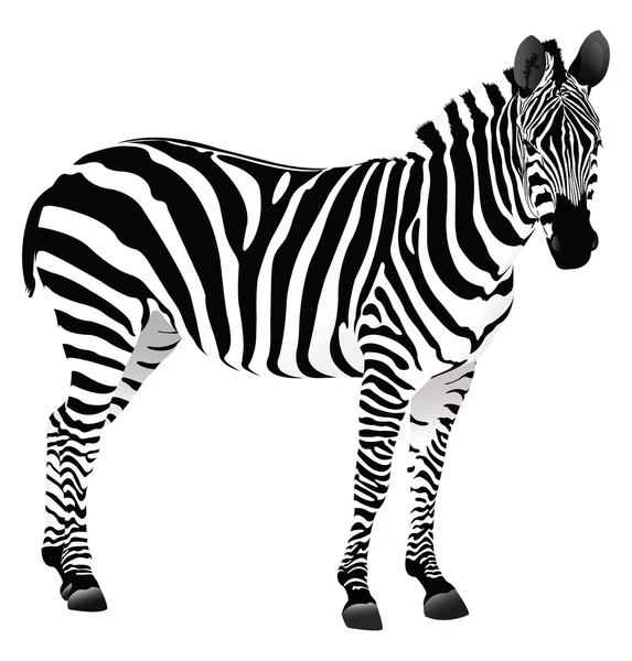 stock image Isolated Zebra