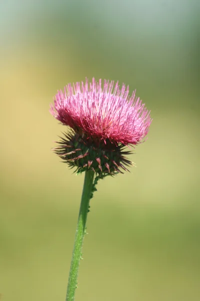 stock image Wild artichoke flower