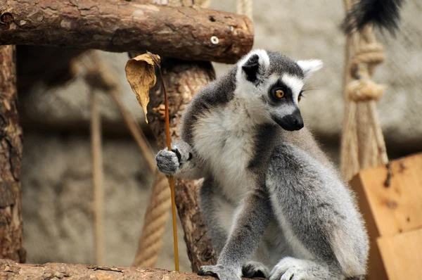 Ring staart lemur — Stockfoto
