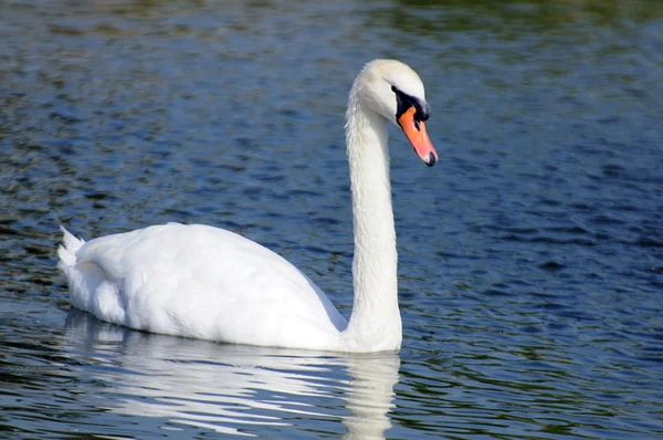 Cigno sul lago — Foto Stock