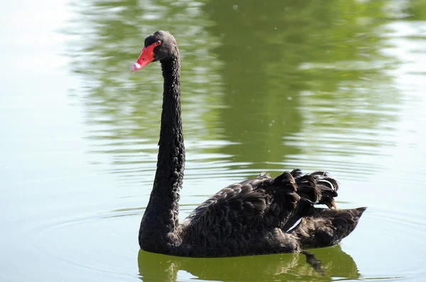 Black swan on lake — Stock Photo, Image