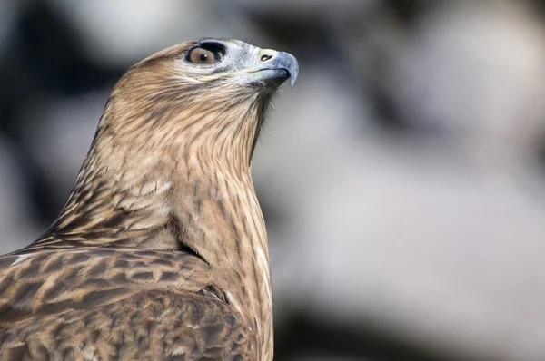 stock image Falcon portrait